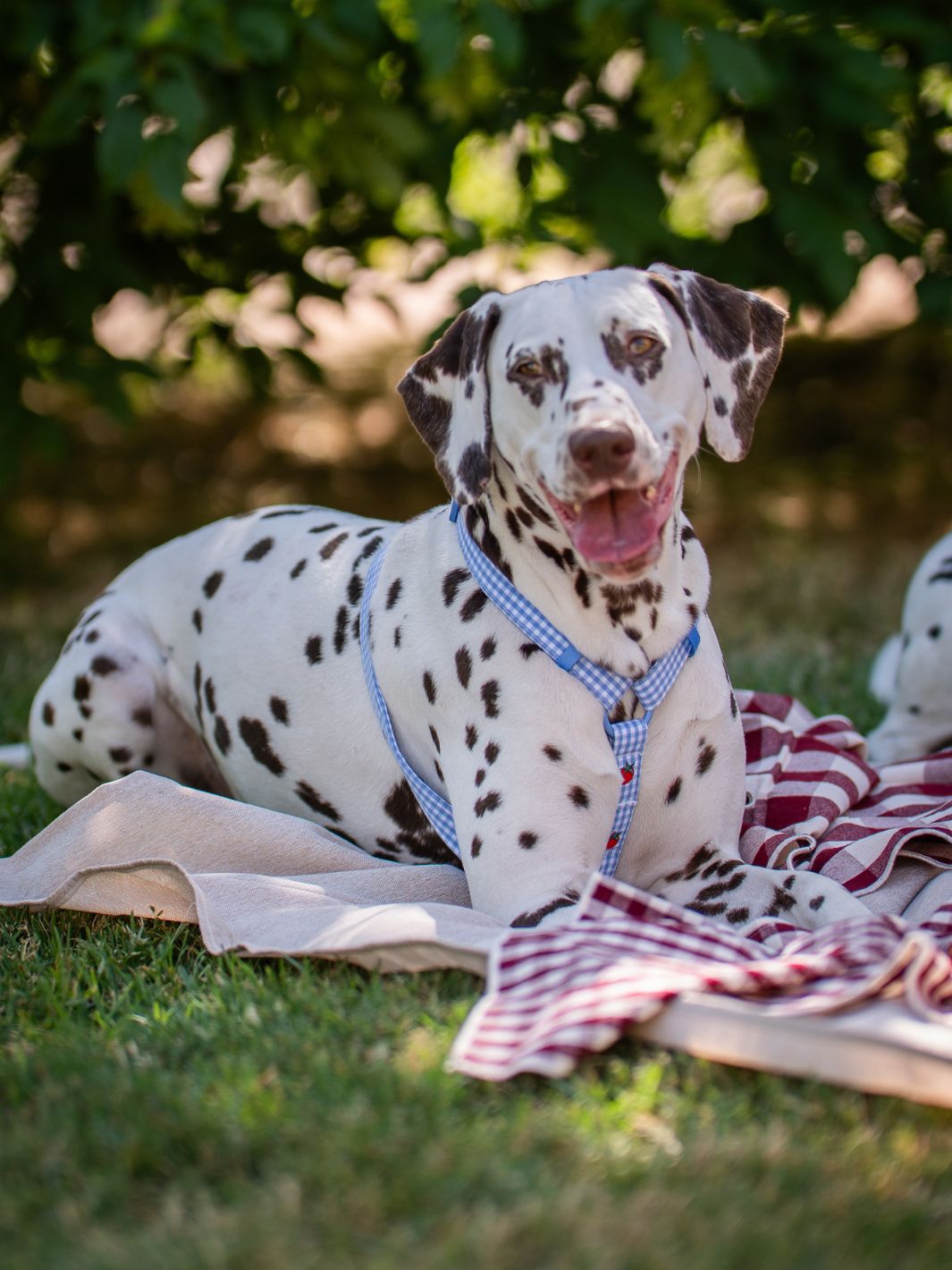KLASSISCHES HUNDEGESCHIRR TOMATOES