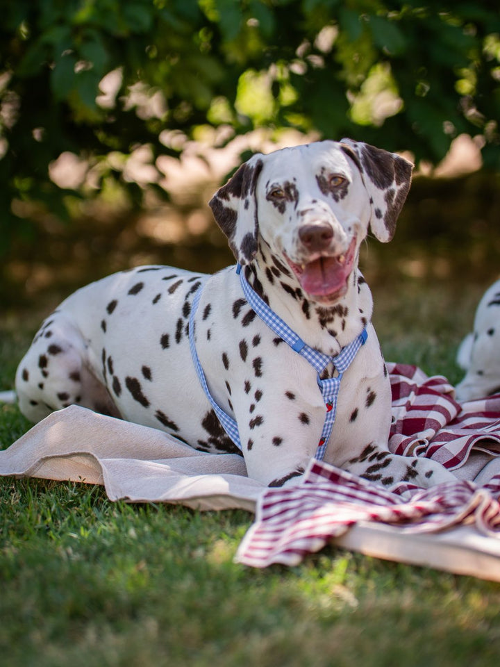 KLASSISCHES HUNDEGESCHIRR TOMATOES