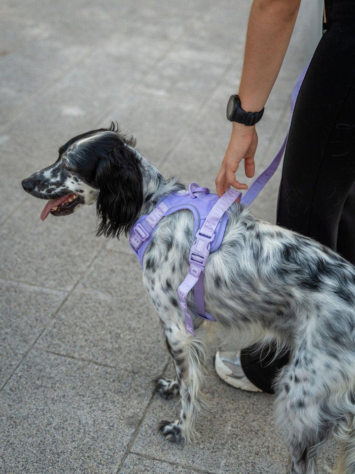 TRAIL DOG HARNESS VIOLET