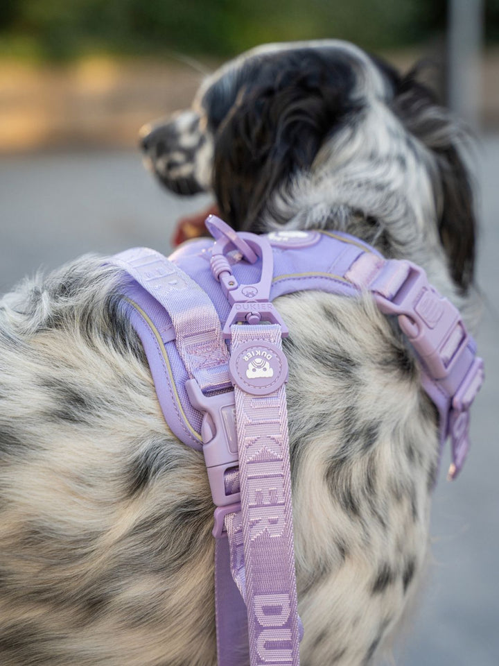 TRAIL DOG HARNESS VIOLET