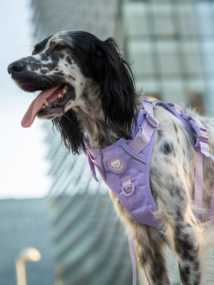 TRAIL DOG HARNESS VIOLET