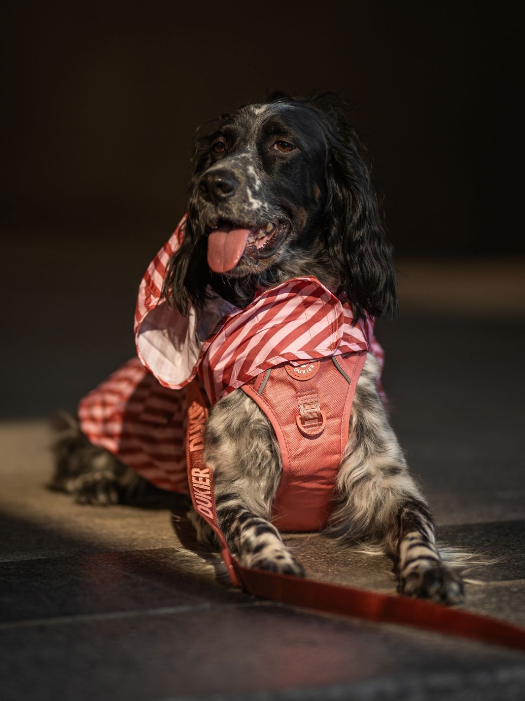 TRAIL DOG HARNESS TERRACOTTA