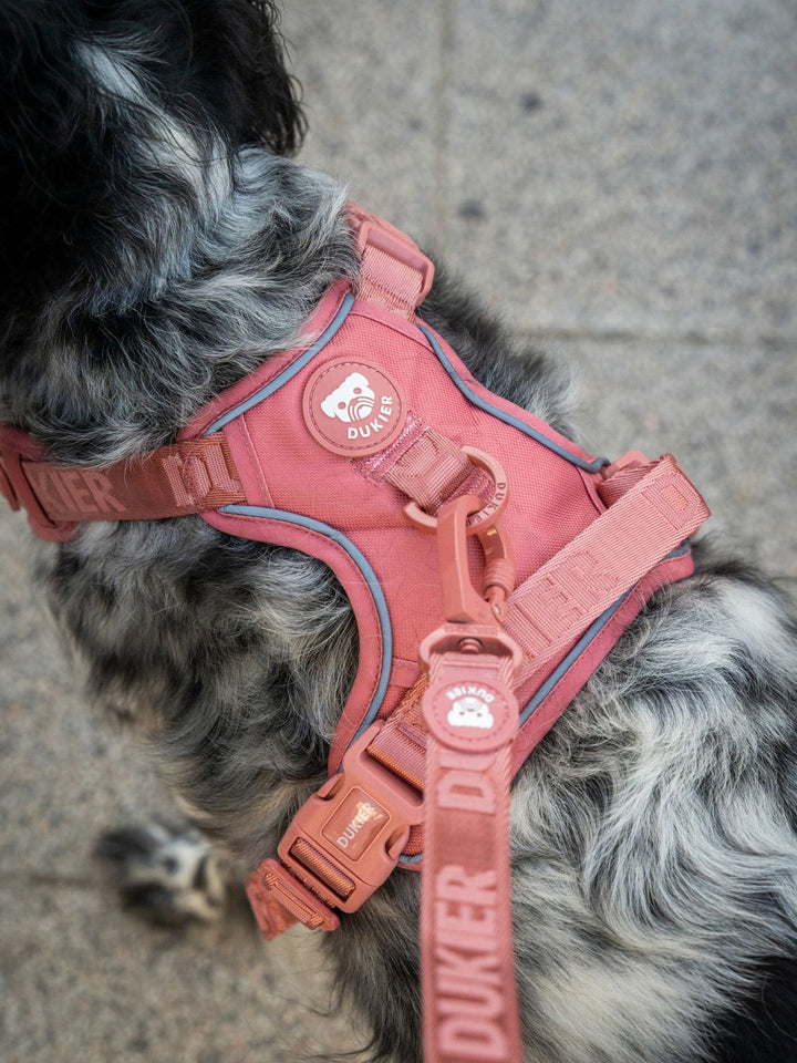 TRAIL DOG HARNESS TERRACOTTA