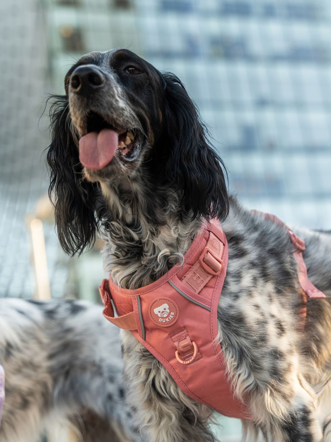 TRAIL DOG HARNESS TERRACOTTA
