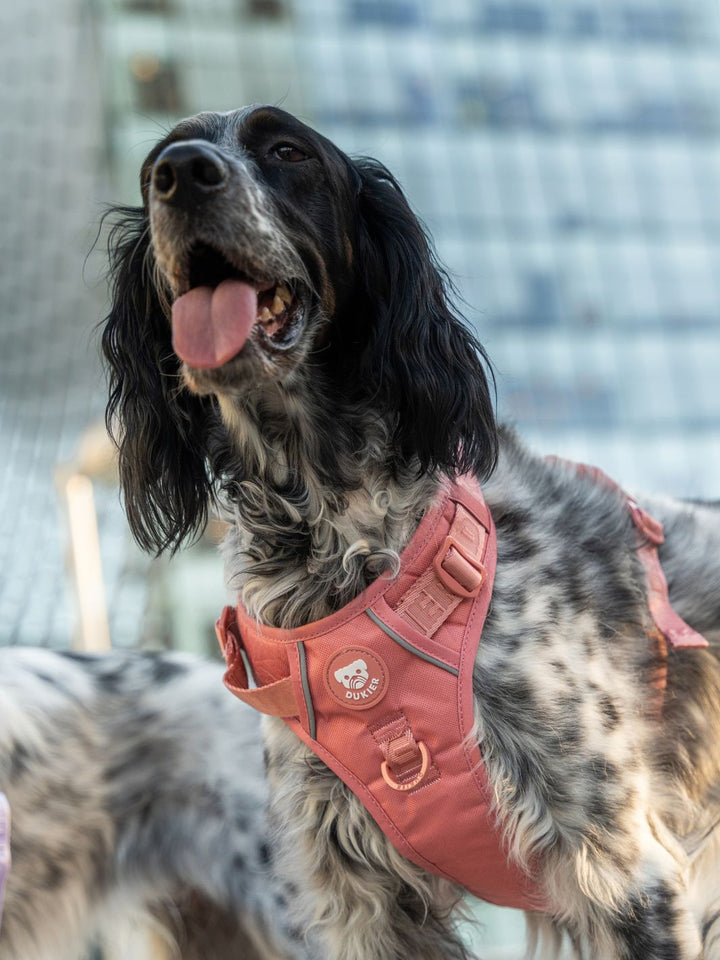 TRAIL DOG HARNESS TERRACOTTA