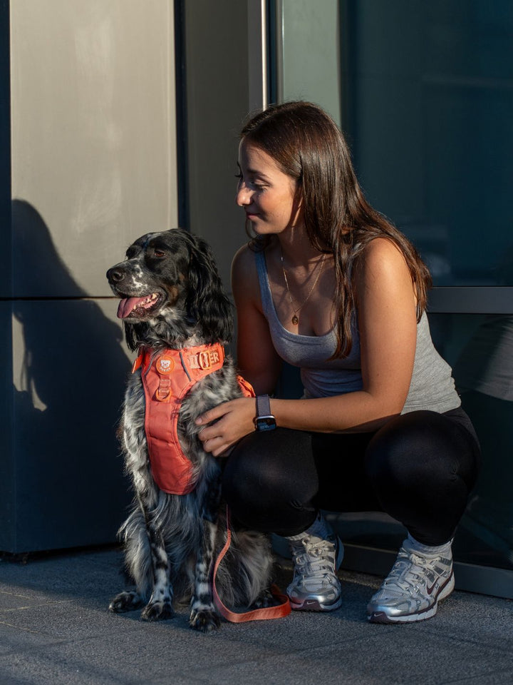 TRAIL DOG HARNESS TANGERINE