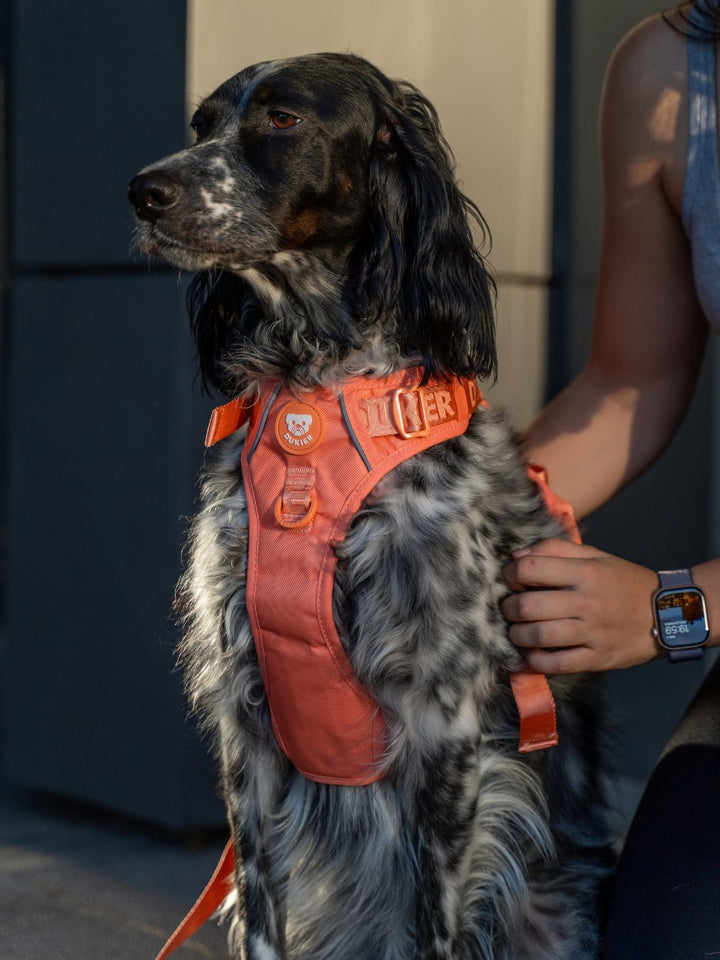TRAIL DOG HARNESS TANGERINE