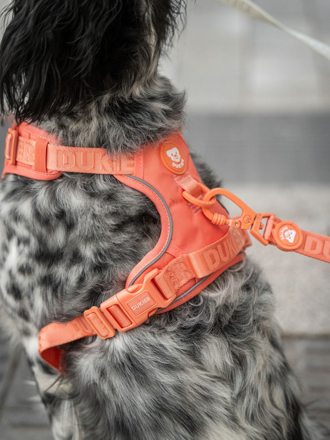 TRAIL DOG HARNESS TANGERINE