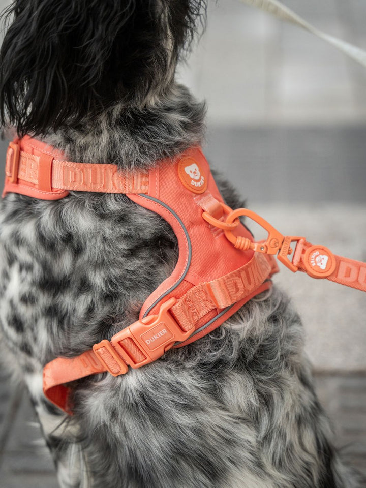 TRAIL DOG HARNESS TANGERINE