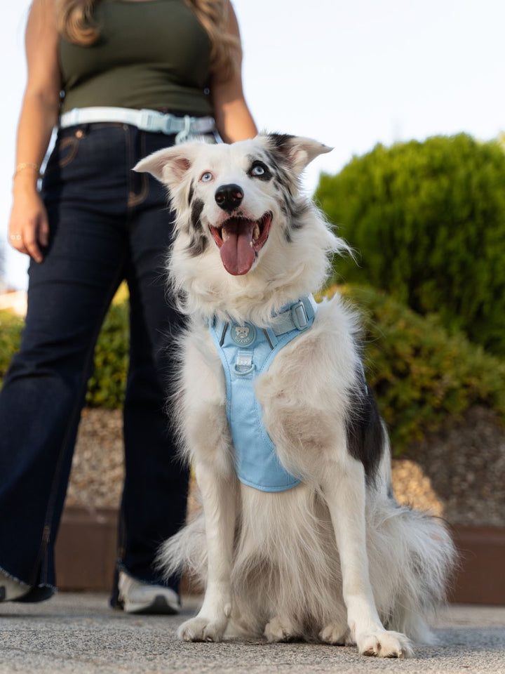 PEITORAL TRAIL PARA CÃO SOFT BLUE