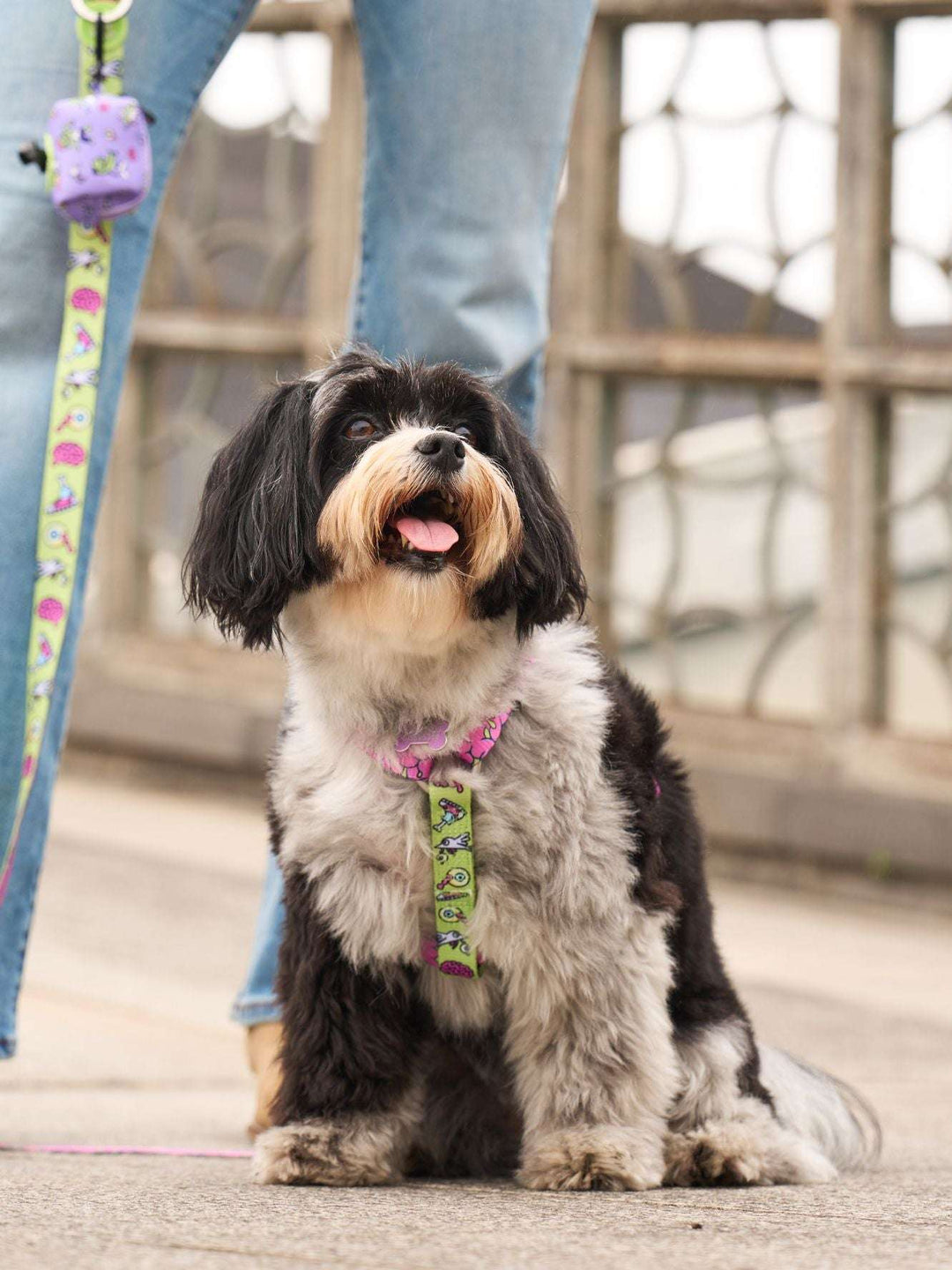 ARNÉS CLÁSICO PARA PERRO ZOMBIE