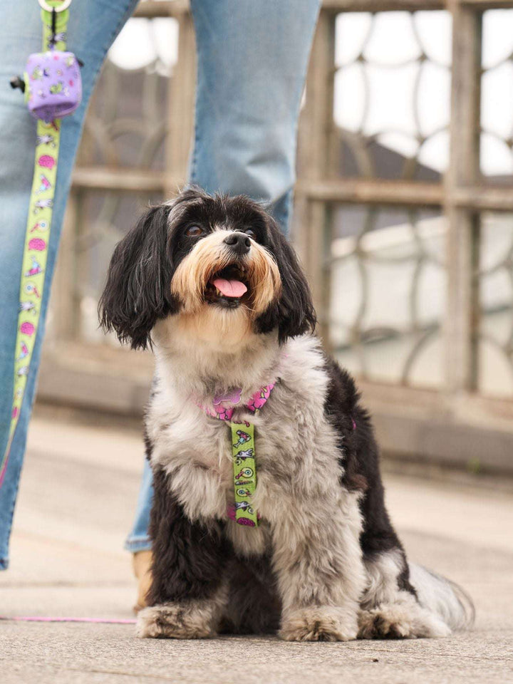 ARNÉS CLÁSICO PARA PERRO ZOMBIE