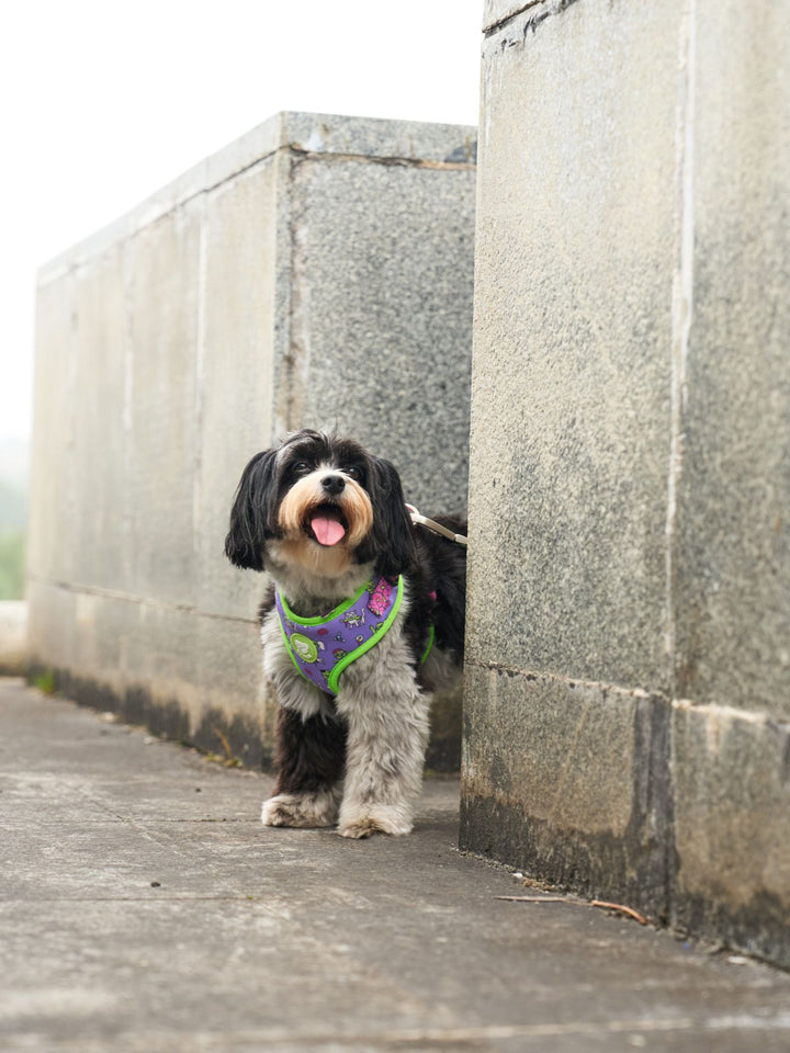 ARNES AJUSTABLE PARA PERRO ZOMBIE