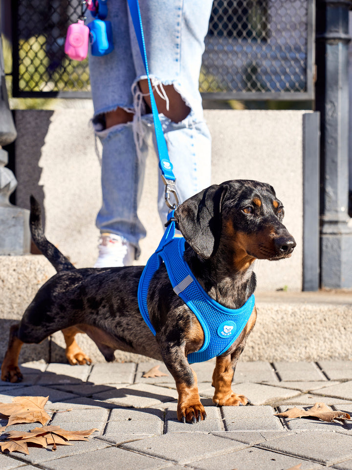 DOG BODY HARNESS BLUE