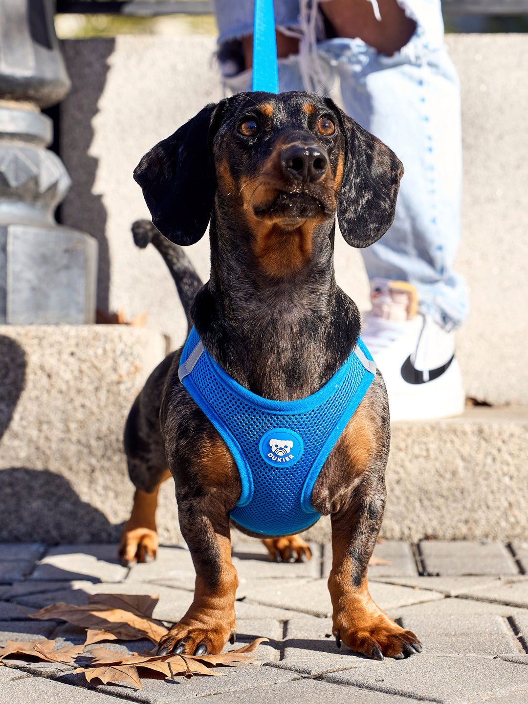 DOG BODY HARNESS BLUE