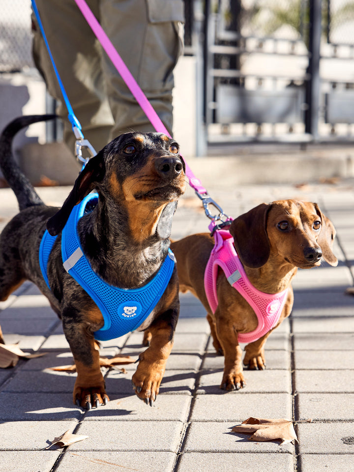 DOG BODY HARNESS BLUE