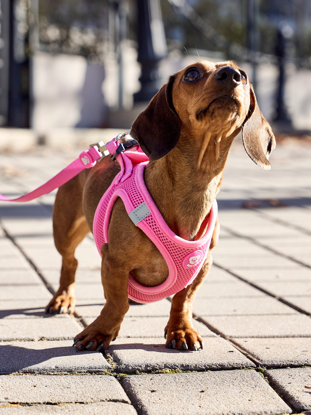 DOG BODY HARNESS PINK