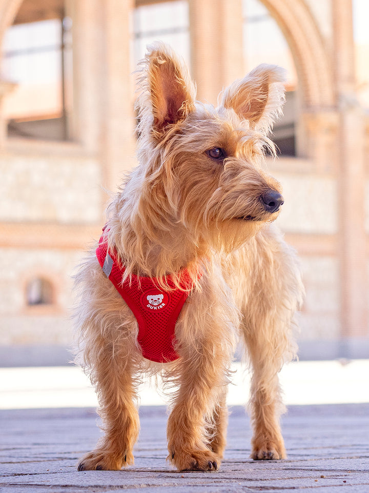 ARNÉS BODY PARA PERRO RED