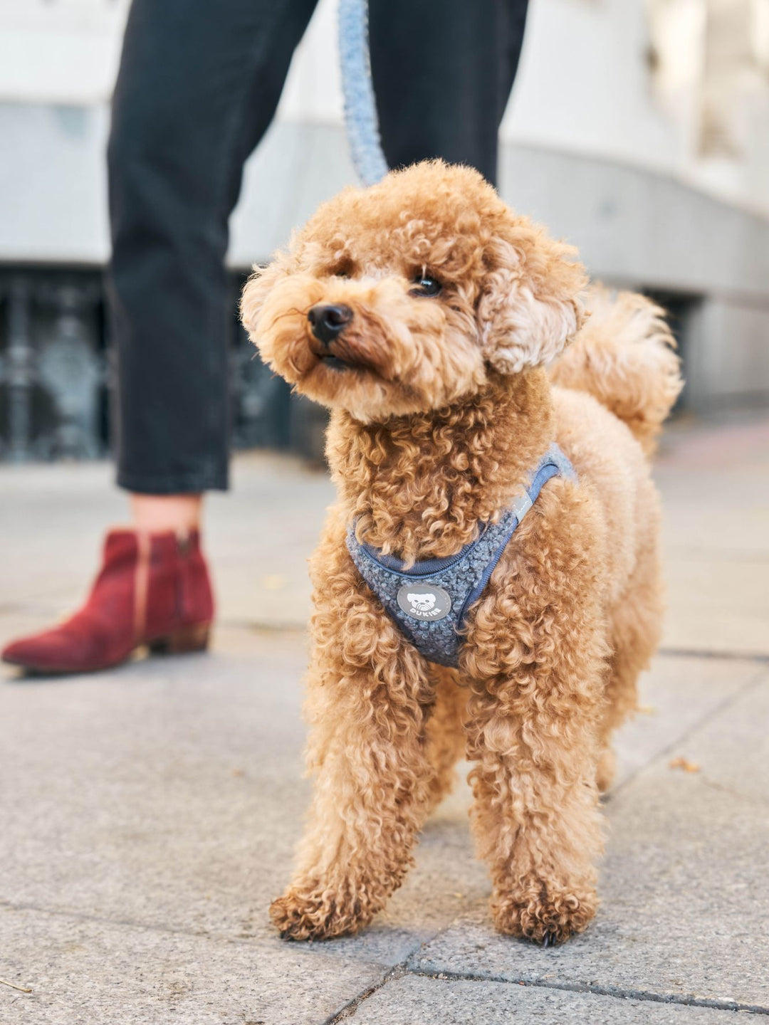 PETTORINA PER CANE BODY TEDDY NAVY