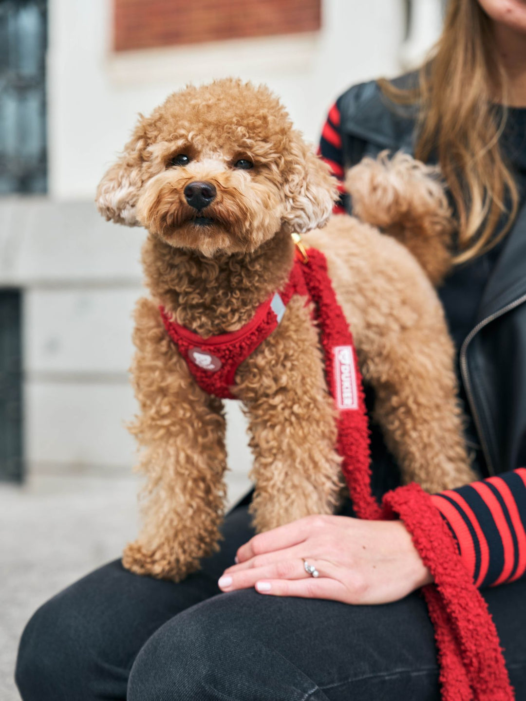 PETTORINA PER CANE BODY TEDDY RED