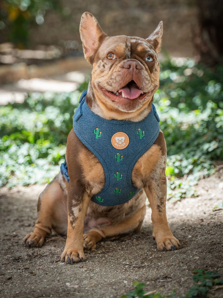 ARNÉS AJUSTABLE PARA PERRO CACTUS