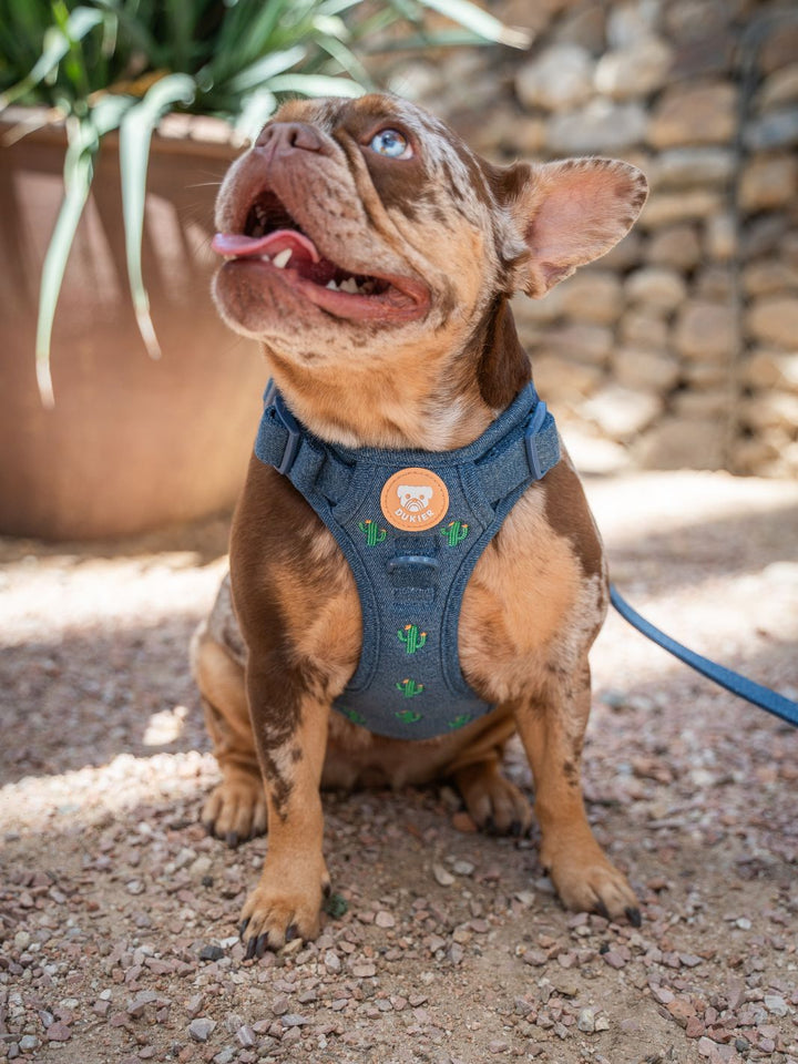 ARNÉS TRAIL PARA PERRO CACTUS