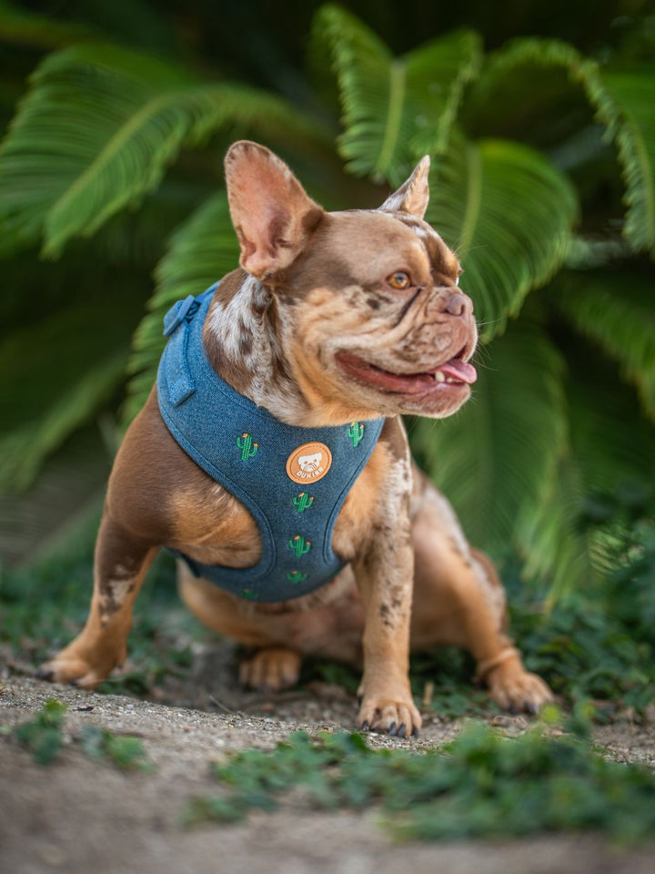 ARNÉS AJUSTABLE PARA PERRO CACTUS