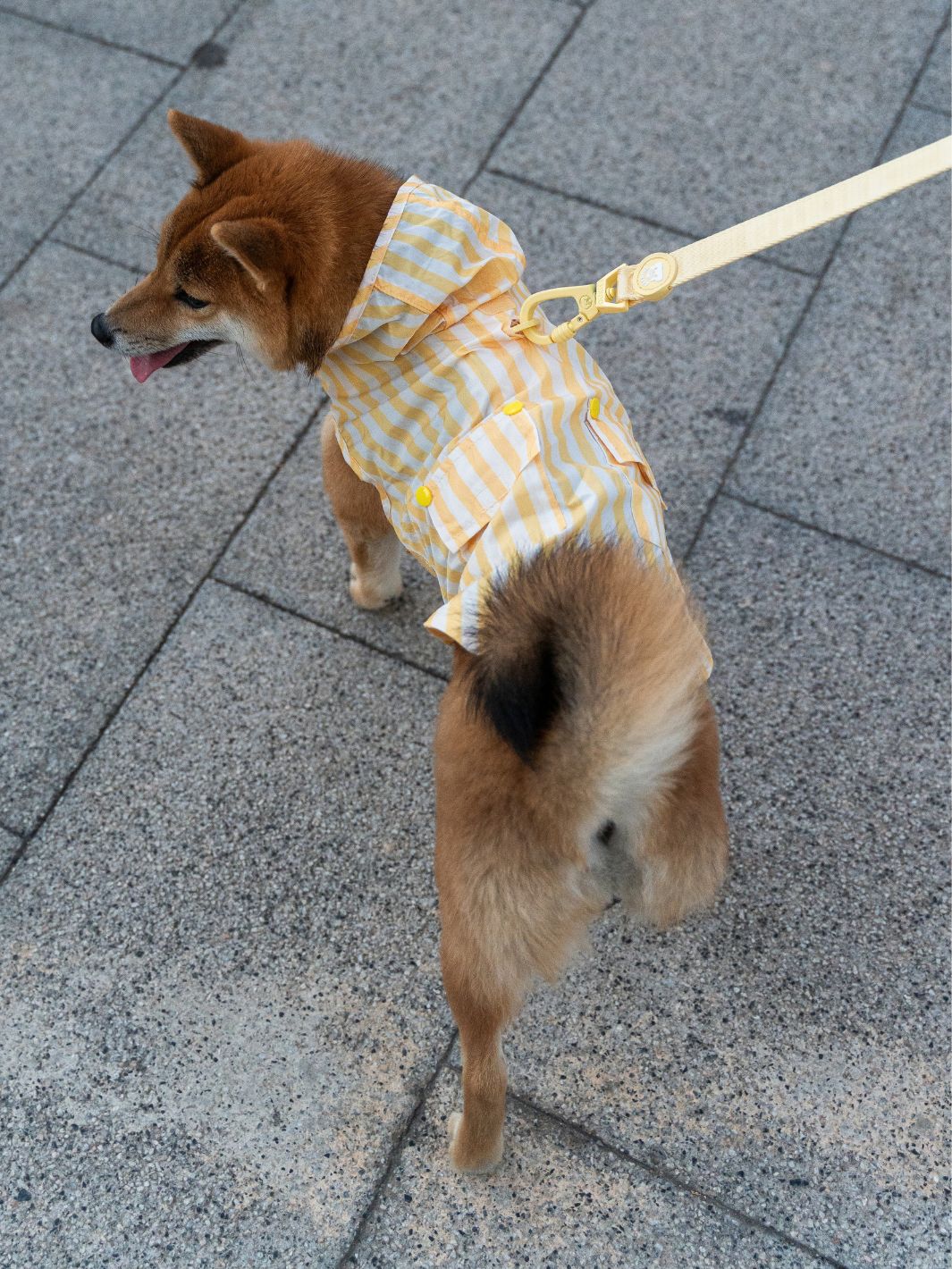 RAINCOAT FOR DOG VANILLA