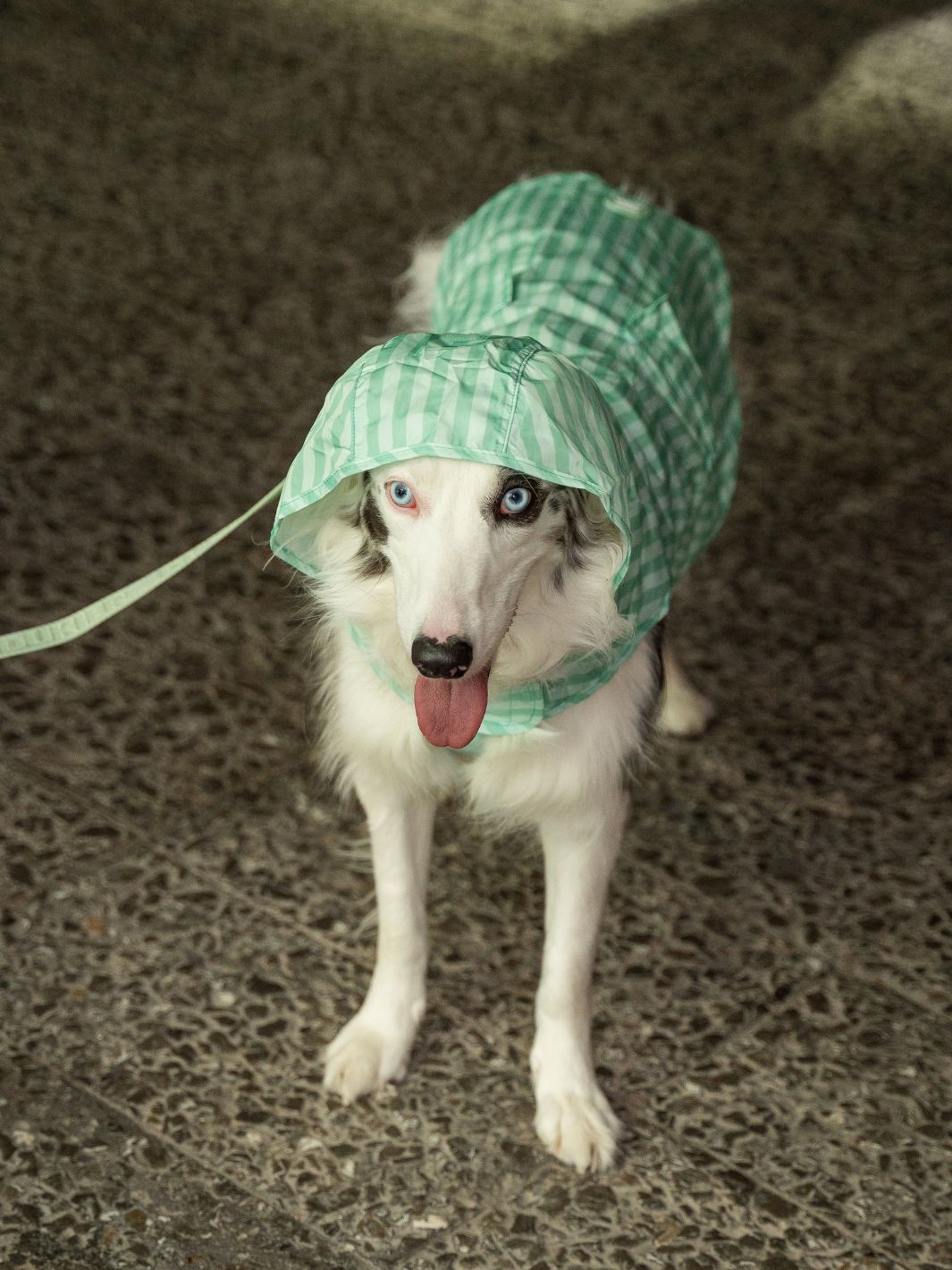 IMPERMEÁVEL PARA CÃO SOFT GREEN