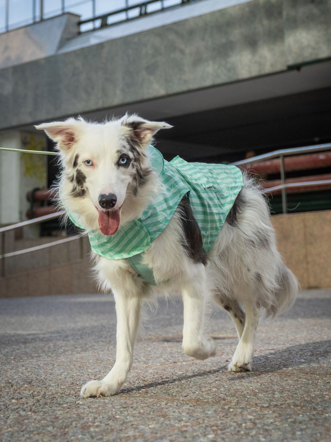 IMPERMEÁVEL PARA CÃO SOFT GREEN