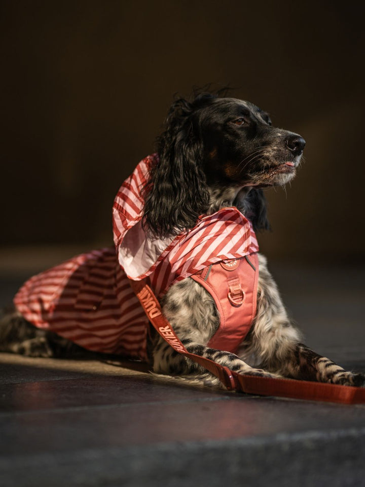 RAINCOAT FOR DOG TERRACOTA