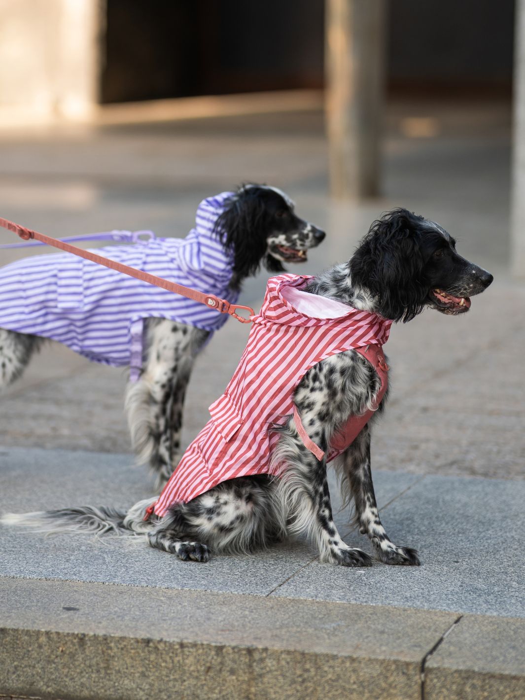 RAINCOAT FOR DOG TERRACOTA