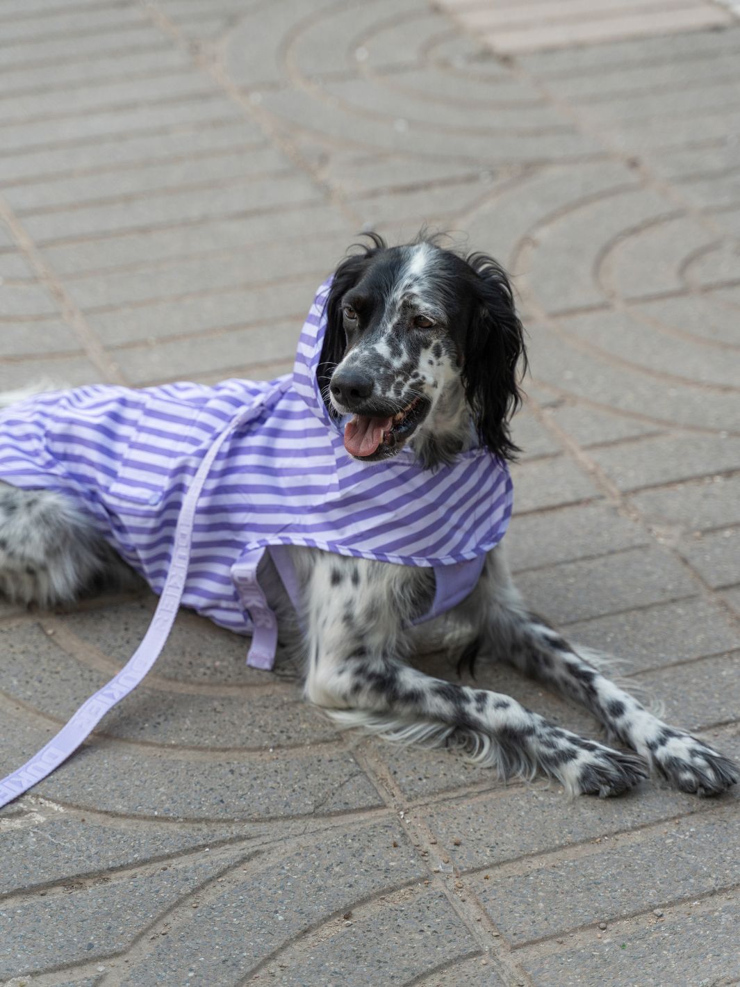 IMPERMEÁVEL PARA CÃO VIOLET