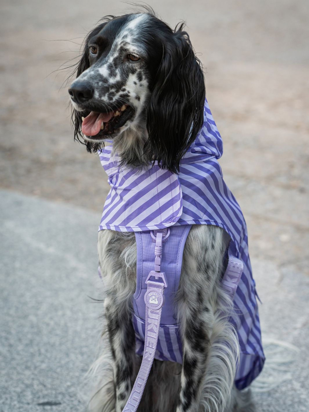 IMPERMEÁVEL PARA CÃO VIOLET