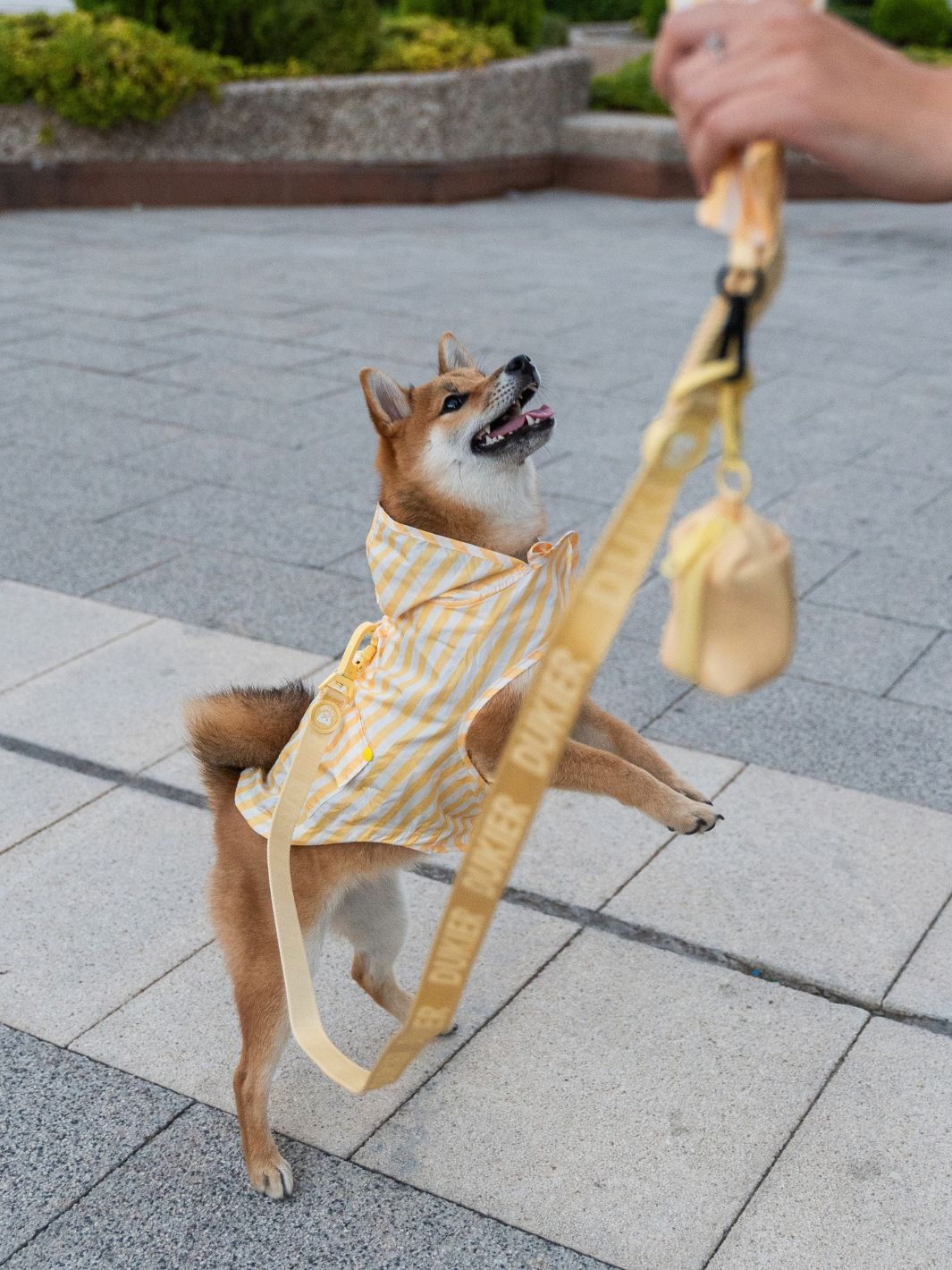 RAINCOAT FOR DOG VANILLA