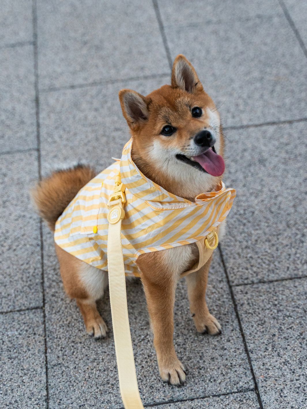 RAINCOAT FOR DOG VANILLA