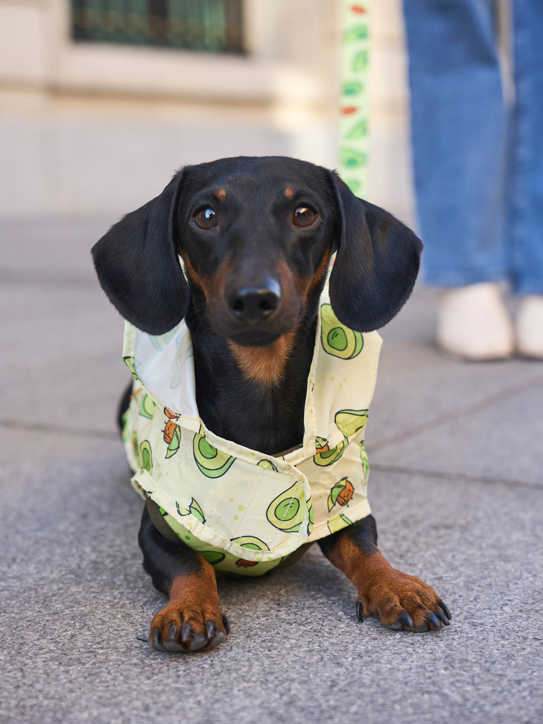 RAINCOAT FOR DOG AVOCADO