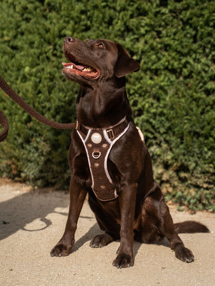TRAIL HUNDEGESCHIRR LATTE TEDDY