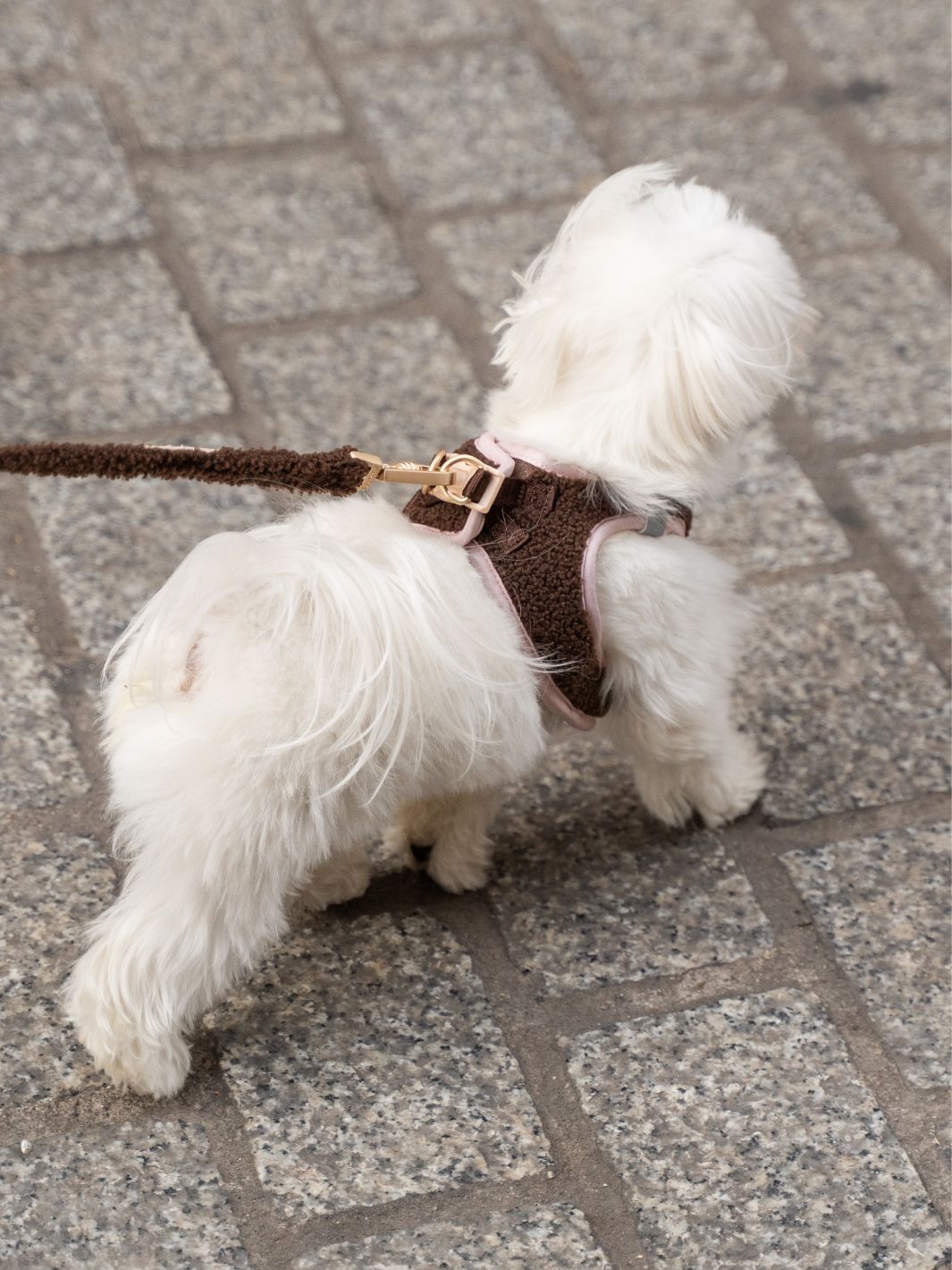 BODY HUNDEGESCHIRR LATTE TEDDY