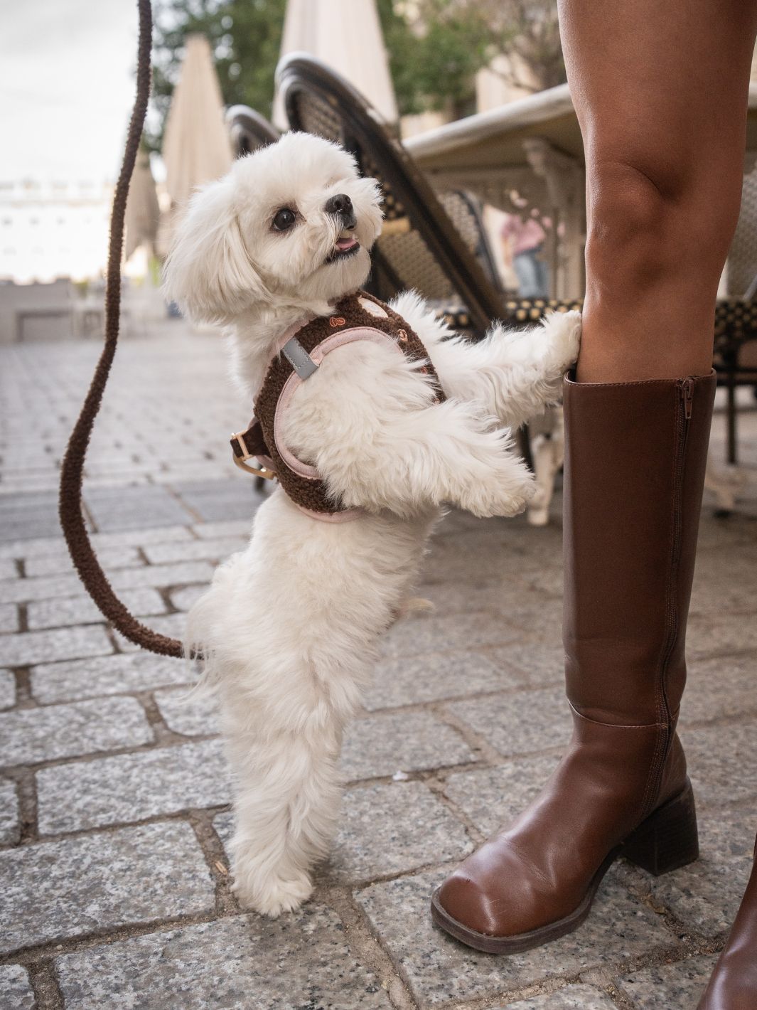 BODY HUNDEGESCHIRR LATTE TEDDY
