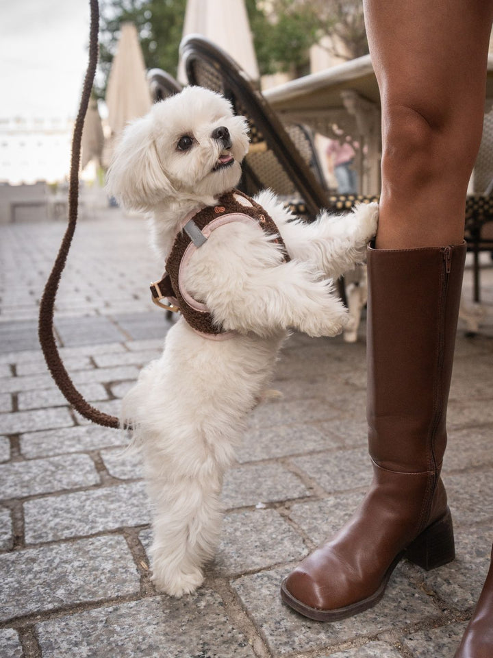 BODY HUNDEGESCHIRR LATTE TEDDY