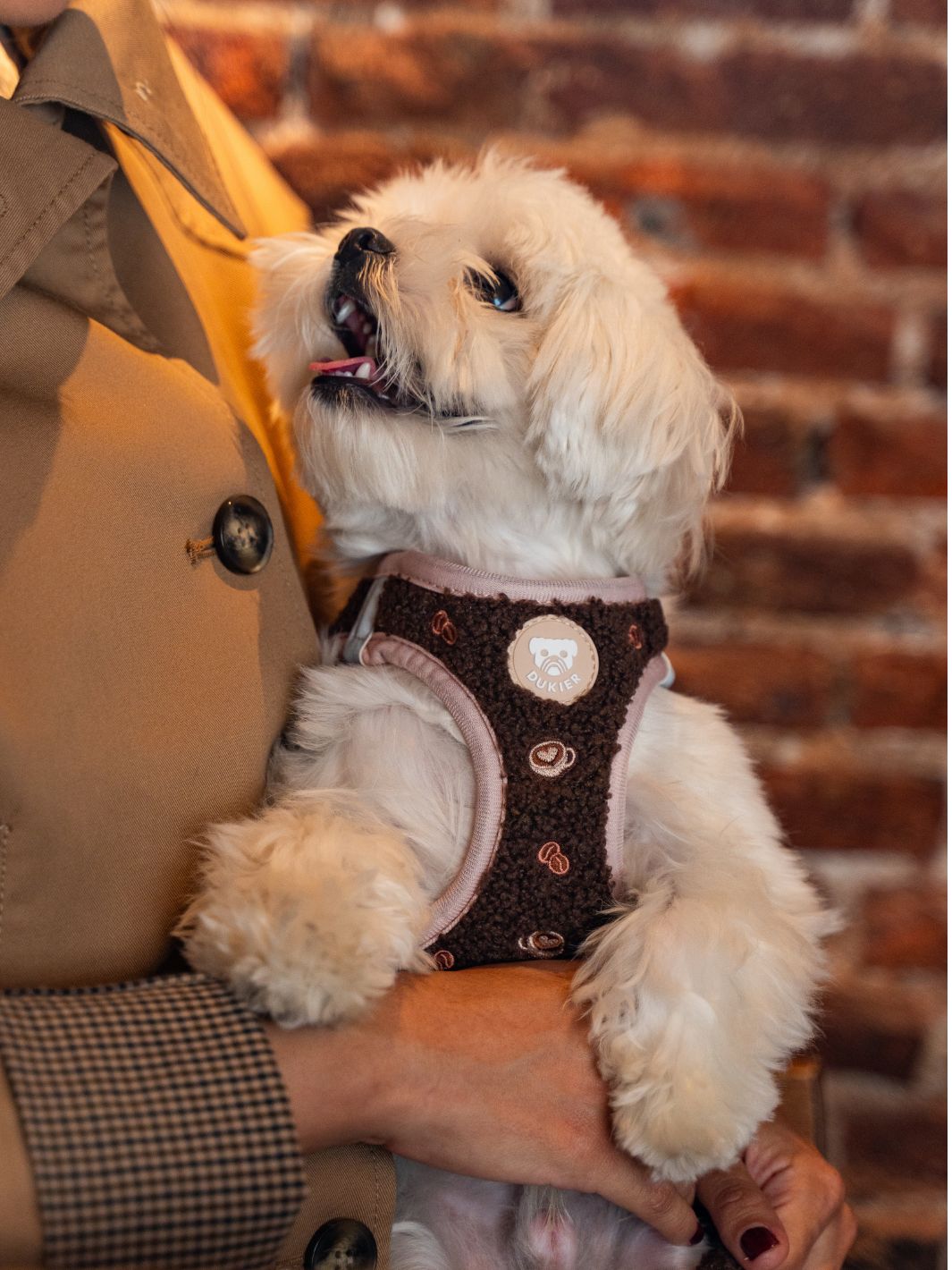 BODY HUNDEGESCHIRR LATTE TEDDY