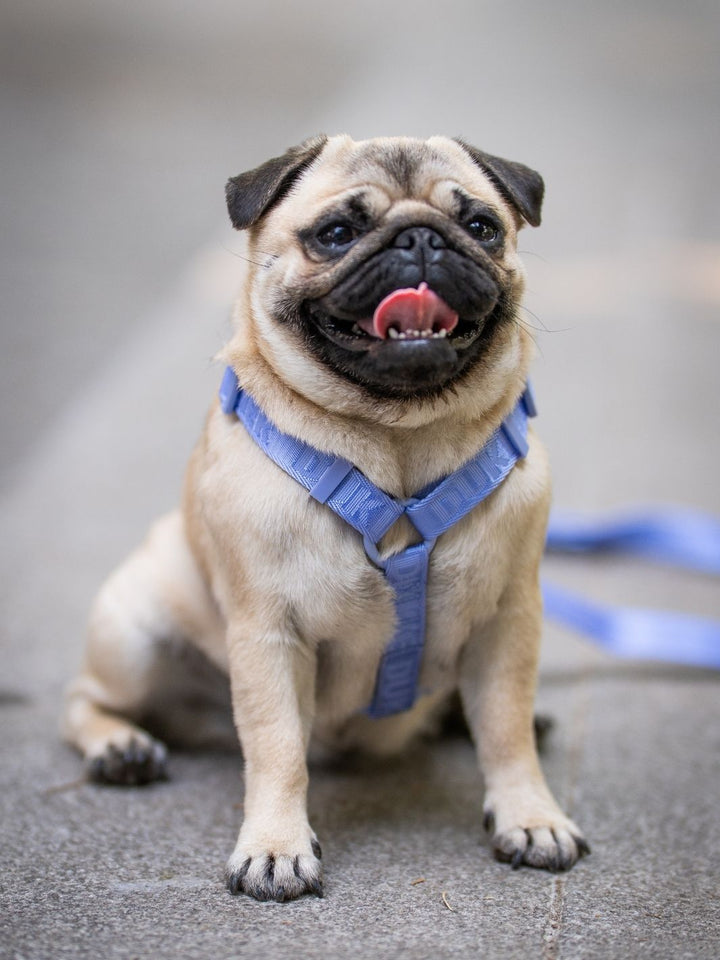 PETTORINA CLASSICA PER CANE BLUEBERRY