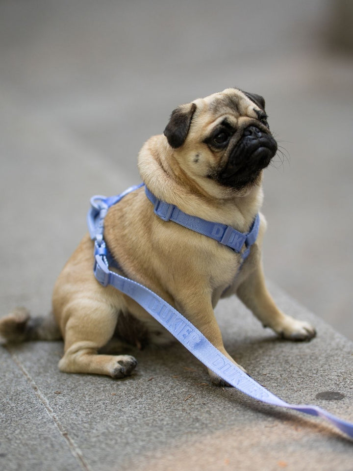 PETTORINA CLASSICA PER CANE BLUEBERRY