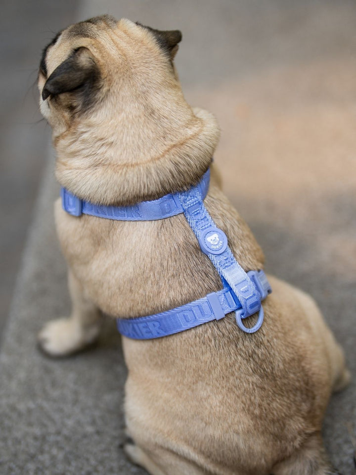 PETTORINA CLASSICA PER CANE BLUEBERRY