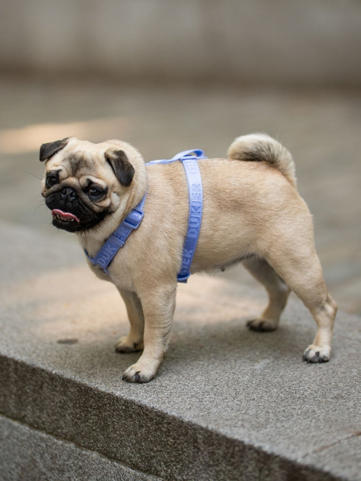 PETTORINA CLASSICA PER CANE BLUEBERRY