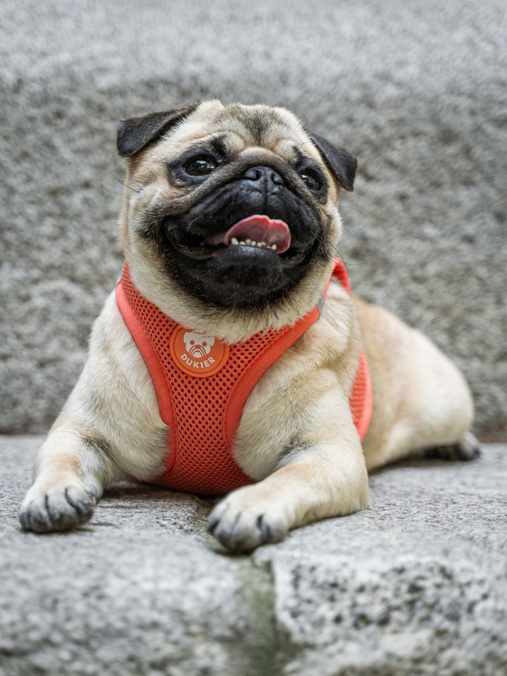 PETTORINA PER CANE BODY TANGERINE