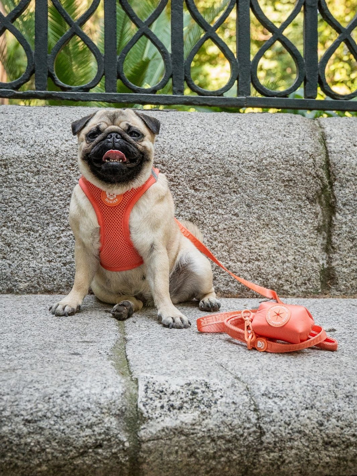 PETTORINA PER CANE BODY TANGERINE