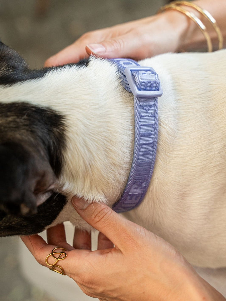 COLLARE PER CANI BLUEBERRY