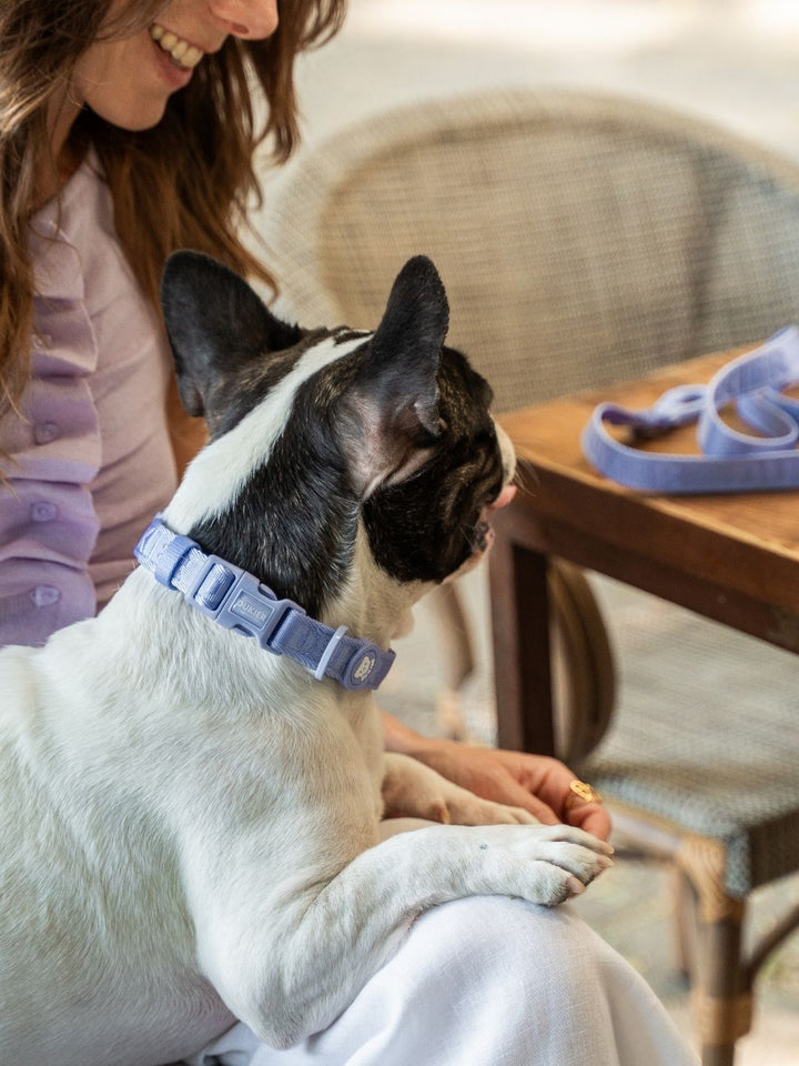 COLLARE PER CANI BLUEBERRY